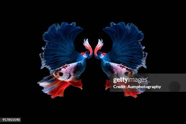 Fight Fish Siamese Fighting Fish - Fotografias e Filmes do Acervo - Getty Images
