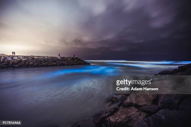 san diego red tide - bioluminescence 個照片及圖片檔