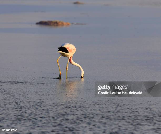 andean flamingo, phoenicoparrus andinus - 濾過摂食動物 ストックフォトと画像
