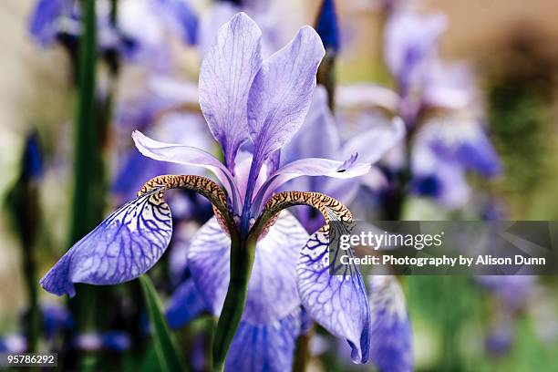 siberian iris flower - iris plant stock pictures, royalty-free photos & images