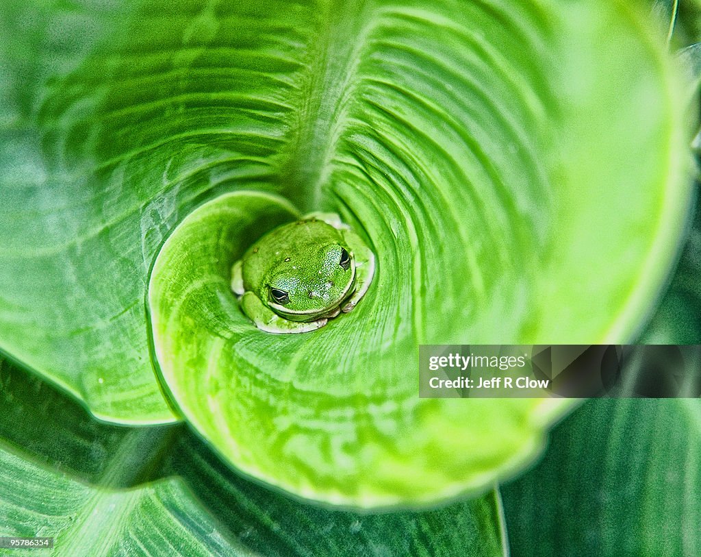 Hiding in Plain Sight
