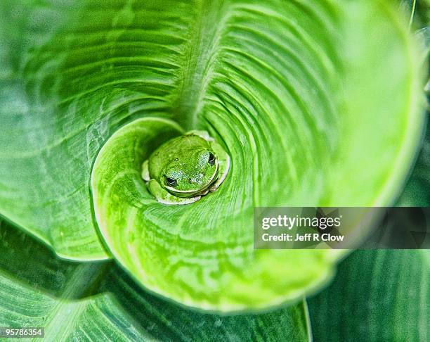 hiding in plain sight - leaves spiral stock pictures, royalty-free photos & images