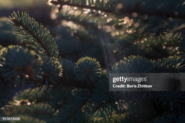 Spruce Spring Spring Spruce Up Photos and Premium High Res Pictures - Getty Images