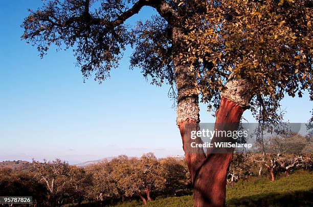 der natur - cork tree stock-fotos und bilder