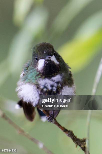 green thorntail hummingbird male - halbergman or hal bergman stockfoto's en -beelden