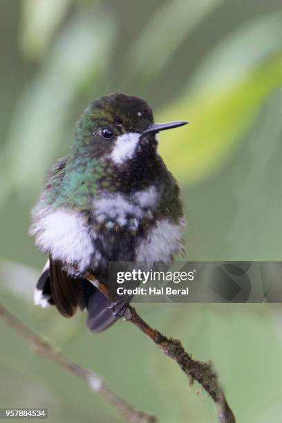 green thorntail hummingbird male - halbergman or hal bergman stockfoto's en -beelden