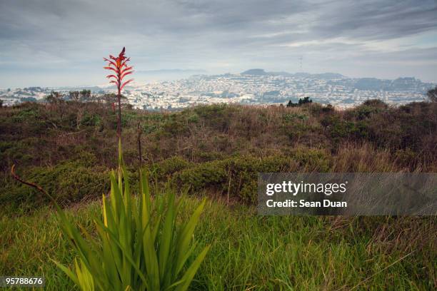 away from the city - san bruno stock pictures, royalty-free photos & images