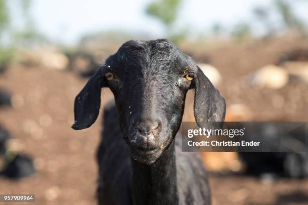 Flock of goats on a dry field. There dominates a dry landscape.