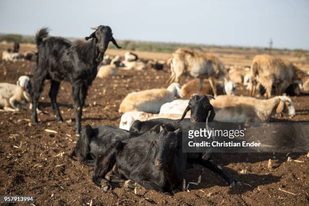 Indian goats on a dry field. There dominates a dry landscape.