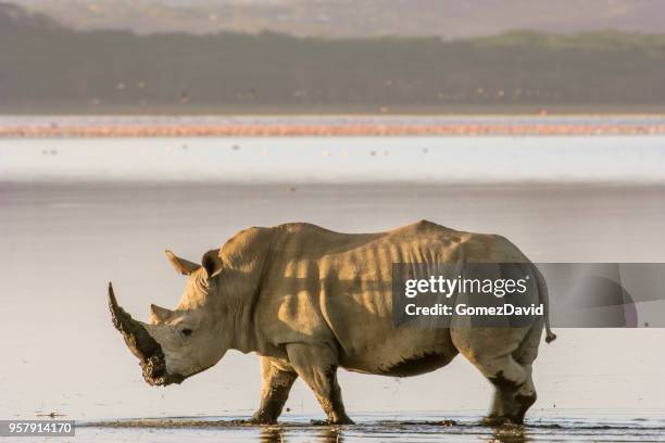 rinoceronte blanco salvajes caminando por la orilla del lago nakuru - lake nakuru fotografías e imágenes de stock