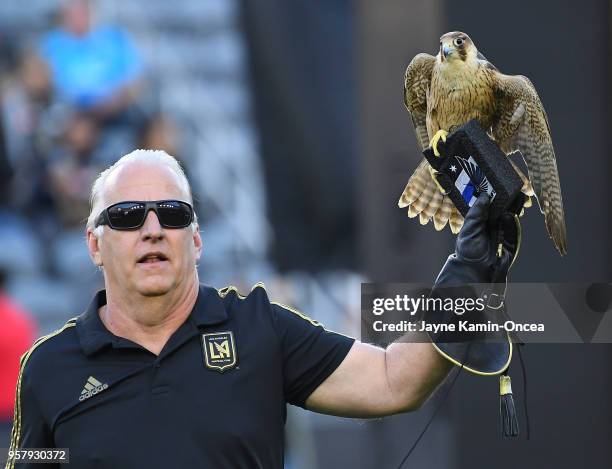 Olly, a Red Naped Shaheen Falcon, is held by Falconer Ken Miknuk after her pregame flight for the game the between the Los Angeles FC and the...