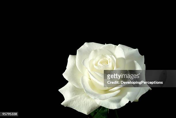 white rose in full bloom against black background - single rose stock pictures, royalty-free photos & images