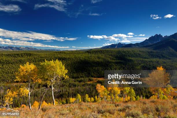golden aspens on hillside in sawtooth mountains, stanley, idaho, autumn evening - anna gorin stock-fotos und bilder