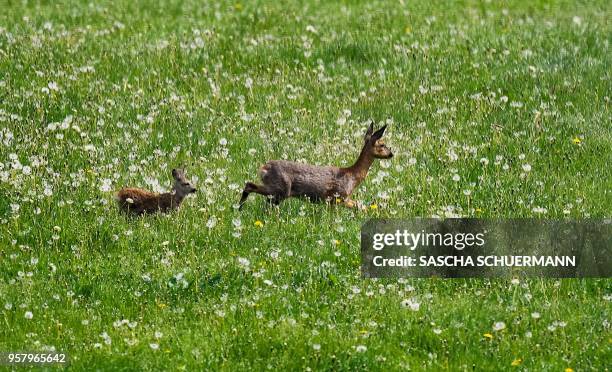 Fawn and its mother stand on a meadow in Breckerfeld, western Germany, on Mother's Day, May 13, 2018.