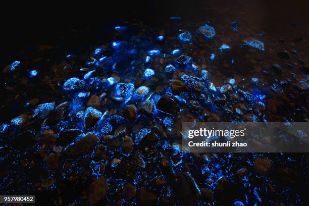 the sea of fluorescence - glowworm 個照片及圖片檔