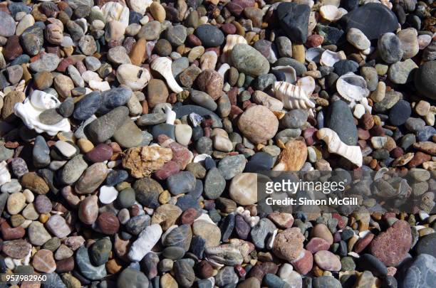 shells and pebbles on rocky beach, port macquarie, new south wales, australia - broken seashell stock pictures, royalty-free photos & images