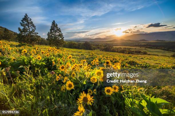 sunset and wild flowers - oregon v washington stock pictures, royalty-free photos & images