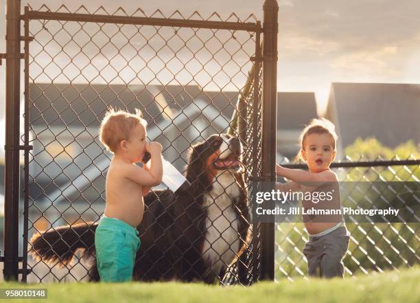 2 year old fraternal twin boys attempt to help their bernese mountain dog out of the fence - fraternal twin stock pictures, royalty-free photos & images