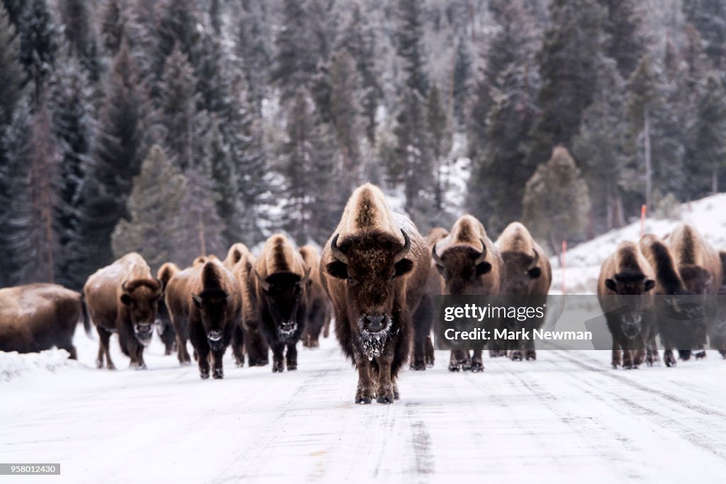 Bison in winter