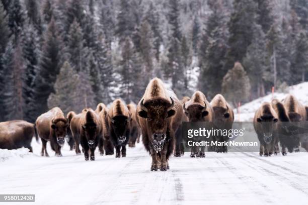 bison in winter - american bison stockfoto's en -beelden