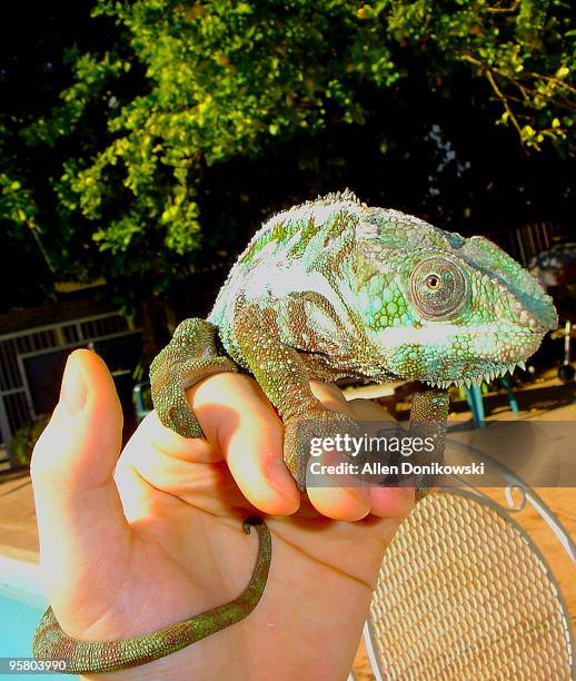 ambanja panther chameleon on human hand - ambanja panther chameleon fotografías e imágenes de stock