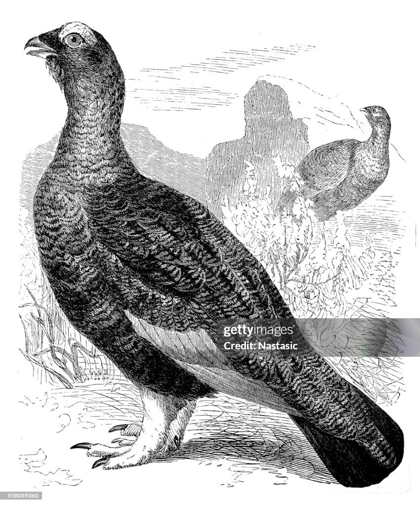 The willow ptarmigan ,Willow Grouse (Lagopus lagopus)