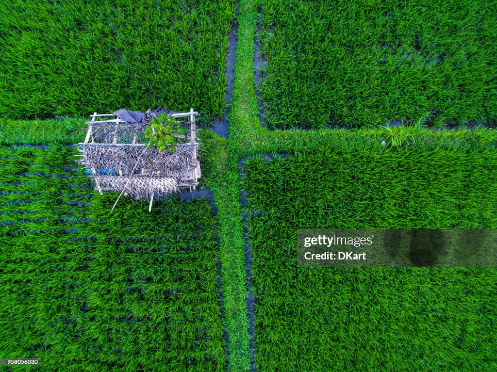 Tegallalang Rice terraces