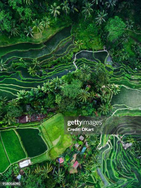 tegallalang rice terraces - tegallalang stock pictures, royalty-free photos & images