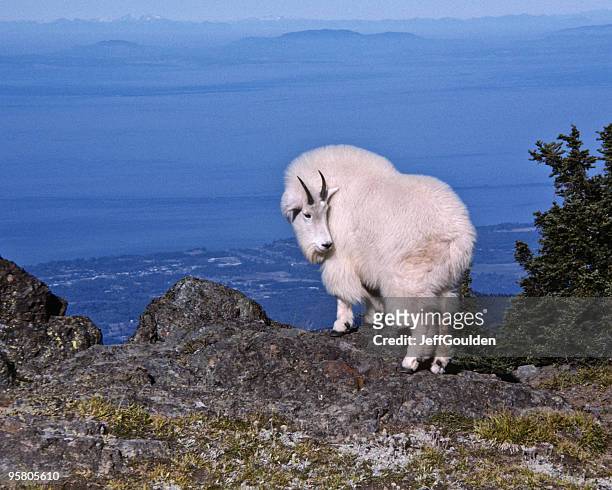 mountain goat on a ridge - jeff goulden stock pictures, royalty-free photos & images