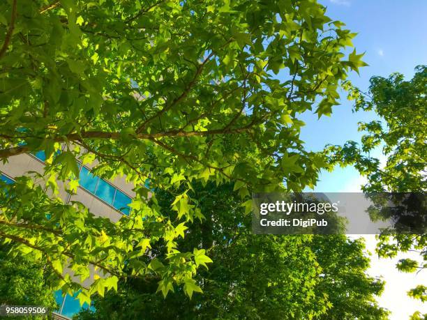 trident maple in the spring - trident-maple stock pictures, royalty-free photos & images