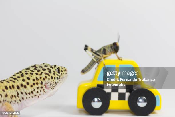 animals playing - green car crash imagens e fotografias de stock