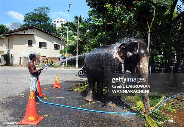Sri Lankan man gives a bath to an elephant in Colombo on January 16, 2010. The island's elephant population has dwindled to about 5000 despite the...