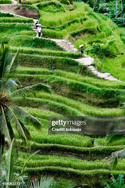 rice terrace fields - grass patch stock pictures, royalty-free photos & images