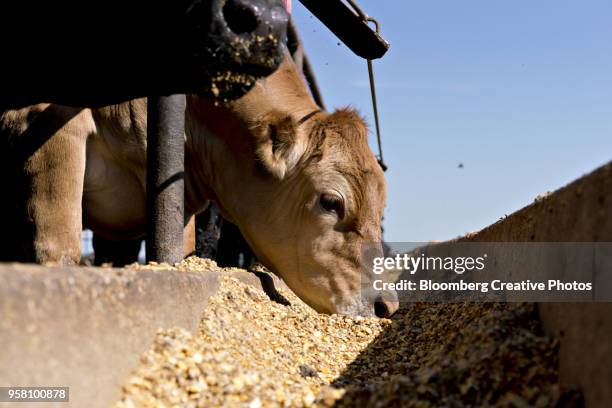 a beef cow eats grain-based rations at a ranch - eating cereal stock pictures, royalty-free photos & images