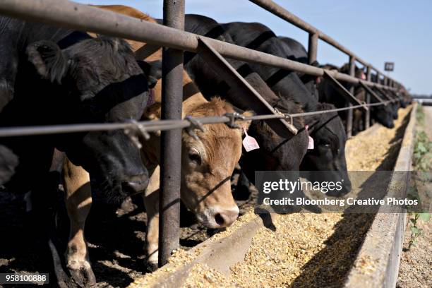 679 Farm Animal Feed Grain Stock Photos, High-Res Pictures, and Images ...