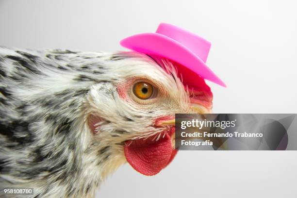 hen with a elegant pink hat - hens party stock pictures, royalty-free photos & images