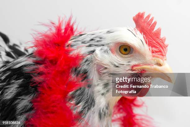 hen with red scarf - hens party stock pictures, royalty-free photos & images
