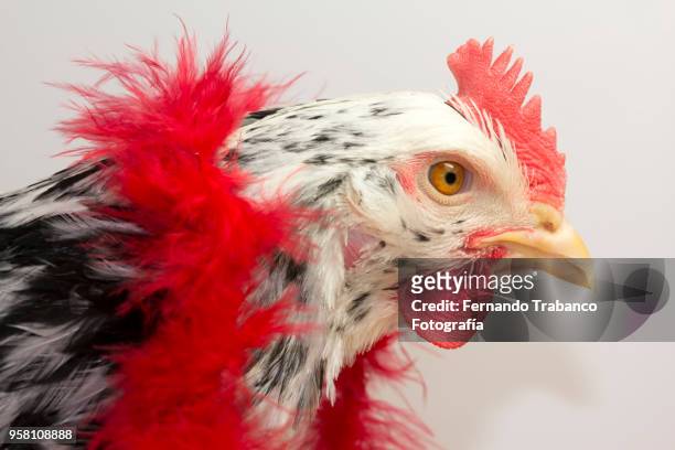 hen with red scarf - cabaret stock pictures, royalty-free photos & images