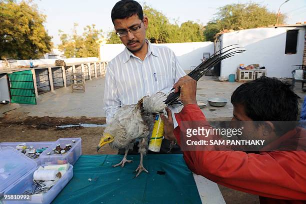 Volunteers treat an injured Egyptian vulture at the Asha Foundation animal shelter at Hathijan village, some 20 kms from Ahmedabad, on January 16,...