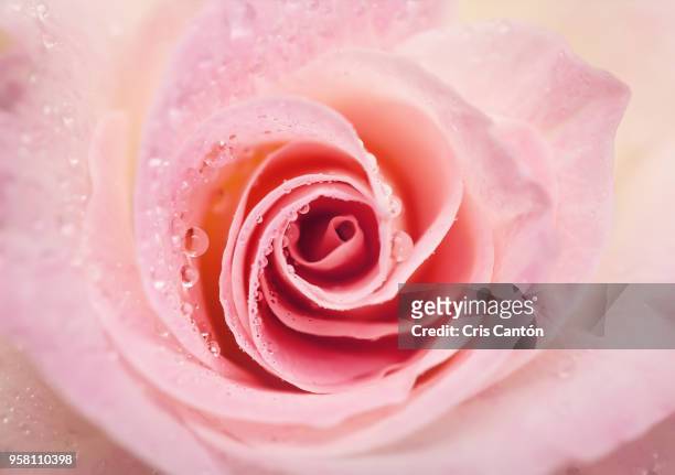 pink rose with water drops - rose petals stock-fotos und bilder