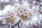 Cherry Blossom Bouquet