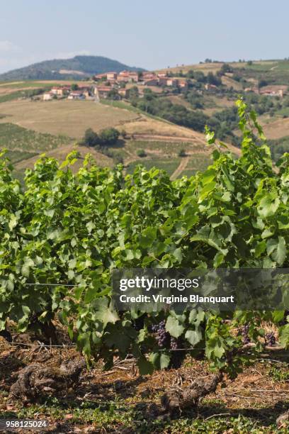 vineyards in the beaujolais region, during summer. - rhone stock pictures, royalty-free photos & images