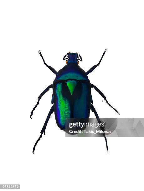 green emerald beetle - scarabee stockfoto's en -beelden