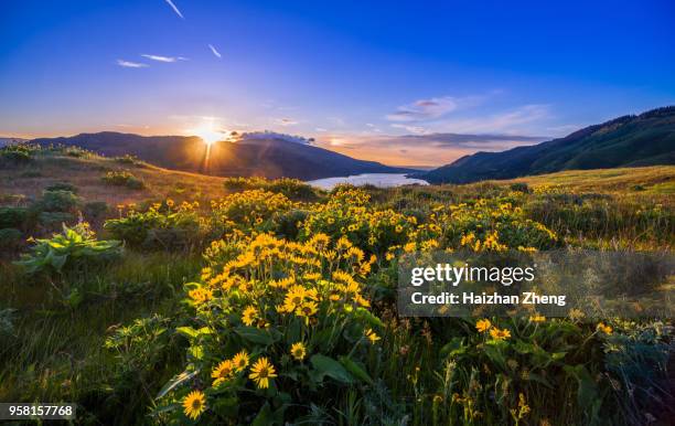 columbia river gorge wildflowers - sunbeam flower stock pictures, royalty-free photos & images