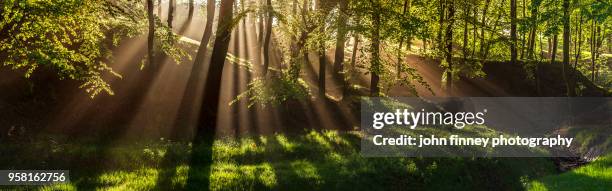 woodland in the mist panoramic. spring in the peak district national park. uk. - peak district national park spring stock pictures, royalty-free photos & images
