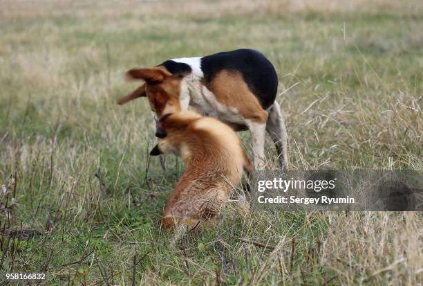 foxhound finishes the wounded fox. - chasse à courre photos et images de collection