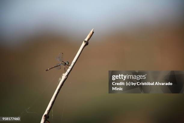 dragonfly - alvarado minic stock pictures, royalty-free photos & images