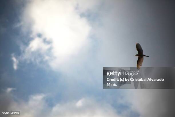 heron - sky background - alvarado minic stock pictures, royalty-free photos & images