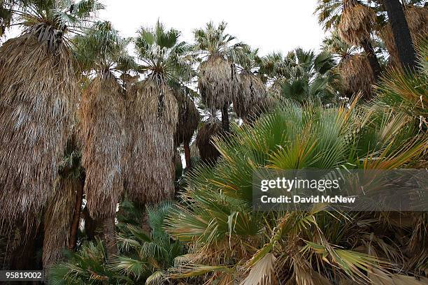 Groves of native palm trees dot the southern San Andreas earthquake fault which forces water to the surface, forming a string of desert oases in...