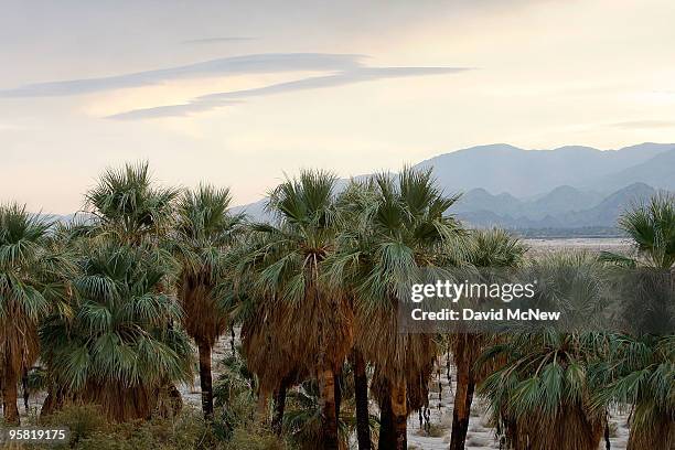 Groves of native palm trees dot the southern San Andreas earthquake fault which forces water to the surface, forming a string of desert oases in...